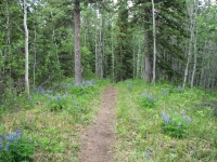 Lupine along the Boya Lake Trail